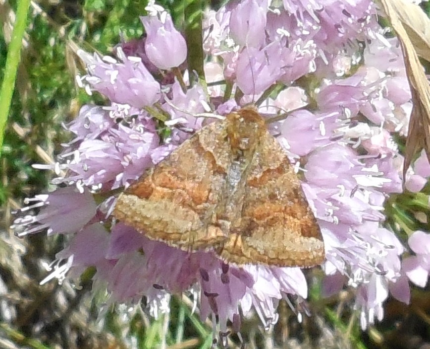 lepidottero (geometridae) da identificare (CP1) - Erebidae: Euclidia (Euclidia) glyphica